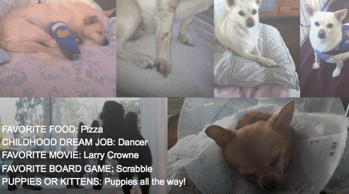 Various photos of dogs, one with a leg brace, with text: Favorite Food: Pizza, Puppies all the way!