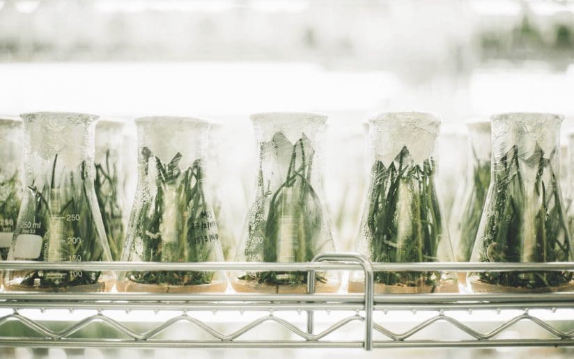 Plant tissue culture in flasks, showcasing scientific research and biotechnology.