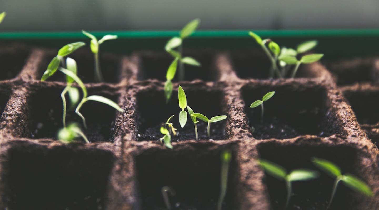 Seedlings sprouting in a tray, representing the growth of lead nurturing efforts.