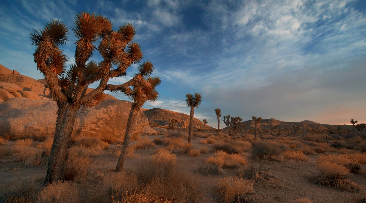 Joshua trees in the Southern California desert landscape under a blue and cloudy sky